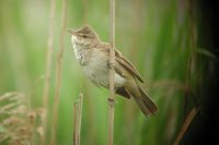 Oriental Reed-Warbler - Acrocephalus orientalis