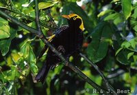 Regent Bowerbird - Sericulus chrysocephalus