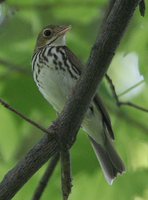 Ovenbird - Seiurus aurocapilla