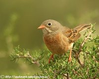 Gray-hooded Bunting - Emberiza buchanani