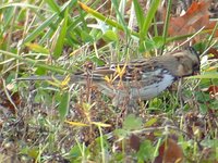 Harris' Sparrow - Zonotrichia querula