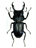 애사슴벌레 - Macrodorcas recta