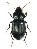 울릉둥글먼지벌레 - Amara hiogoensis