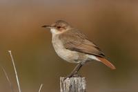 *NEW* Rufous Hornero: Argentina's national bird