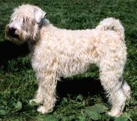 Soft Coated Wheaten Terrier