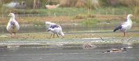 Andean Geese