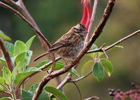 Roufous-collared Sparrow  