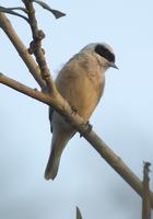 pajaro moscon 05 - teixidor - penduline tit