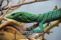 ...The Green Tree Monitor , found mainly on the island of New Guinea , is an arboreal ( tree dwelli