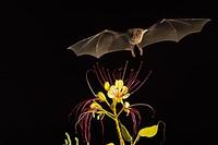 Lesser Long-nosed Bat ( Leptonycteris curasoae ) Endangered species Mesquite Branch ( Prosopis p...