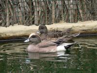 American Wigeon (Anas americana)