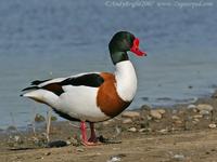 Shelduck Tadorna tadorna