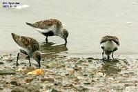 Calidris alpina , 민물도요 - Dunlin