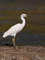 Chinese Egret (non-breeding plumage)