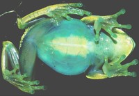 : Aplastodiscus albosignatus