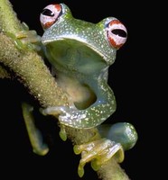 : Boophis anjanaharibeensis; Anjanaharibe's Treefrof