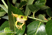 : Leptopelis natalensis; Natal Tree Frog