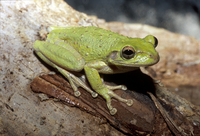 : Osteopilus septentrionalis; Cuban Treefrog