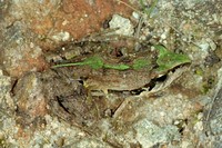 : Physalaemus sp.