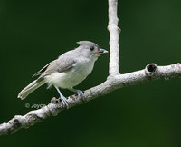 : Baeolophus bicolor; Tufted Titmouse