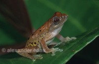 : Rhacophorus angulirostris