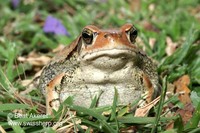 : Schismaderma carens; Red Toad