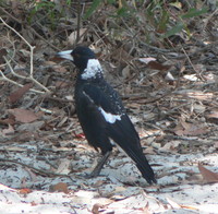 : Gymnorhina tibicen; Australian Magpie