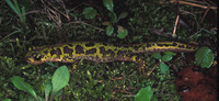 : Triturus pygmaeus; Pygmy Marbled Newt