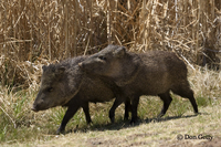 : Pecari tajacu; Javelina