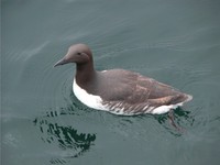 : Uria aalge; Common Murre