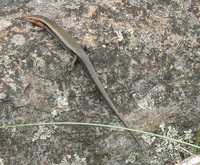 : Acritoscincus platynotum; Red-throated Skink