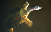 : Apalone ferox; Florida Softshell