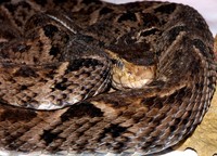 : Bothrops asper