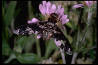 : Exoprosopa doreadion; Bee Fly