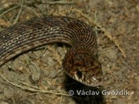 : Dolichophis schmidti