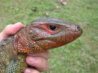 : Dracaena guianensis; Northern Caiman Lizard