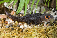 : Tribolonotus gracilis; Crocodile Skink