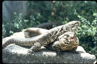 : Tupinambis merianae; Argentine Black And White Tegu