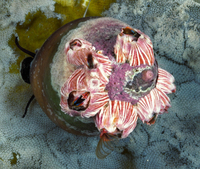 : Megabalanus californicus; Acorn Barnacle