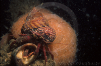 : Paguristes ulreyi; Furry Hermit Crab;