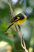 Grey-throated Minivet 灰喉山椒鳥