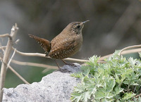 [굴뚝새] 학명:Troglodytes troglodytes 영명:Winter Wren