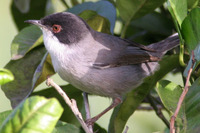 Sardinian Warbler in villa grounds