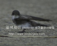 갈색제비 Sand Martin