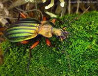 Carabus auronitens