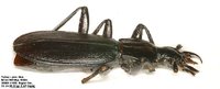 Carabus deuvei hajdaji