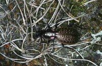 Carabus pingpong