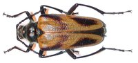 Pachyta lamed lamed