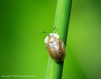 Cassida flaveola