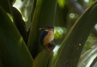 Madagascar Malachite Kingfisher (Alcedo vintsoides) 32K